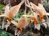 Stanhopea Oculta